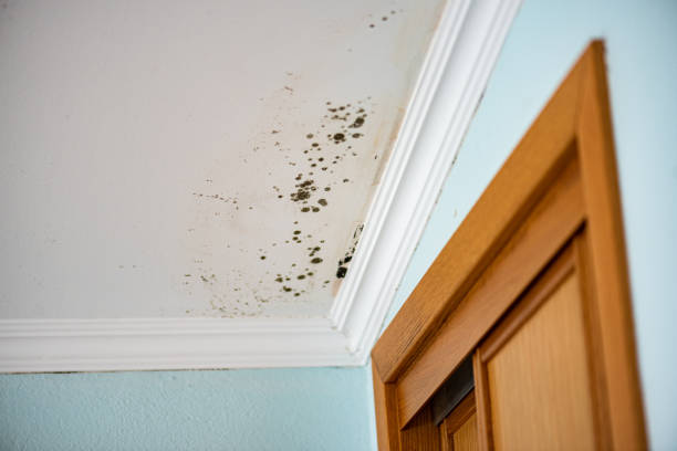 Office Mold Removal Services in Wisner, NE